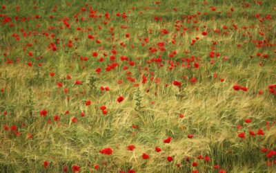 La siembra de flores y leguminosas en barbecho dispara la biodiversidad y mejora la calidad del suelo