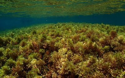 El 80 % de los bosques marinos españoles se perdió o degradó durante los últimos 50 años