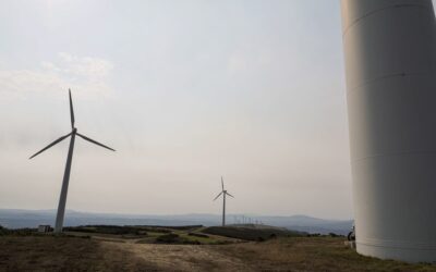 Empresas eólicas: El proyecto de real decreto de avifauna «pone en jaque» el avance renovable