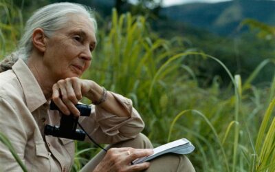 Muere a los 91 años la etóloga británica Jane Goodall, experta mundial en chimpancés