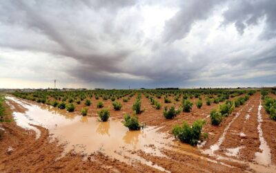Asaja Alicante: Las lluvias han sido un regalo de Navidad para el campo, sediento de agua