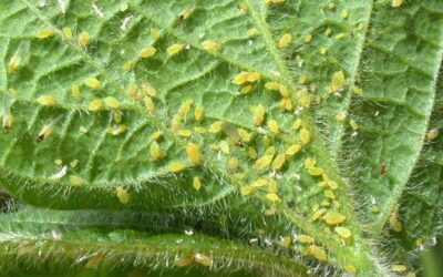 Descubren en Elche nuevas propiedades de sustancias naturales para controlar el pulgón en los cultivos