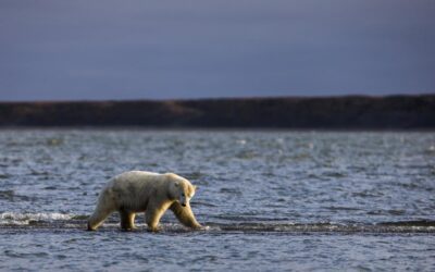 Los osos polares buscan sobrevivir a la reducción de hielo marino cambiando su dieta
