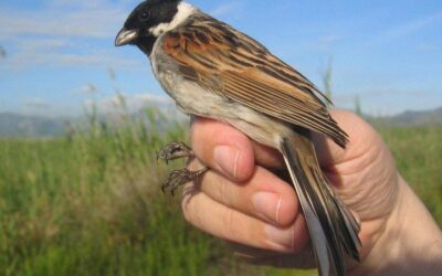 Arranca la campaña de censo de aves 2026 de SEO/BirdLife con ocho especies amenazadas