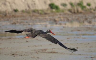 España se consolida como destino «privilegiado» en Europa para la observación de aves