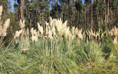 La UPV de Gandía alerta de la necesaria gestión del paisaje para frenar la expansión de especies invasoras