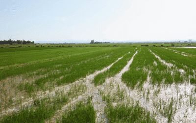 Gosálbez respalda a los regantes en la suelta de agua de Sueca y reivindica el campo valenciano