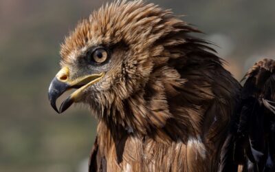 Cada año migran entre 120 y 130 especies de aves entre España y el norte de África