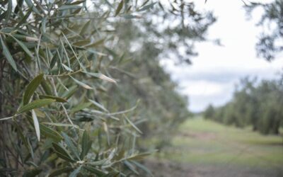 La investigación, herramienta imprescindible para impulsar la bioseguridad vegetal