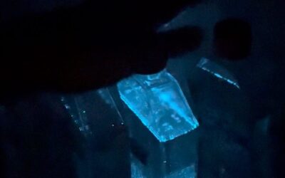 Las algas que iluminan playas con su bioluminiscencia, amenazadas por el cambio climático