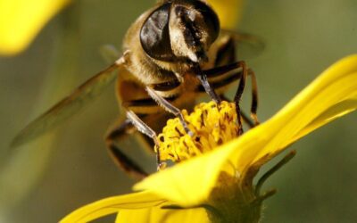 La protección de las abejas por la Constitución podría ser llevada a referéndum en Suiza
