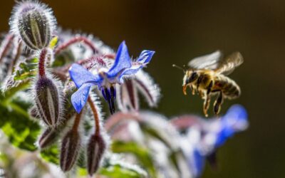 Expertos advierten de la creciente presión sobre las abejas por el clima y las plagas