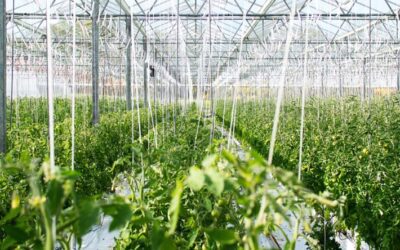 Agricultura asigna 1’2 millones de euros para las ayudas a la certificación de la producción ecológica en la Comunitat Valenciana