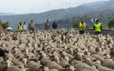 Rebaños con GPS, retirada de biomasa y ramas: el campo diversifica la prevención de incendios