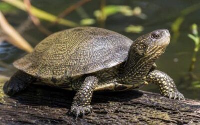 Inician en Altea un proyecto de conservación de la Tortuga de Agua Ibérica