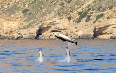 Presencia estable de seis especies de cetáceos en aguas de la Comunitat Valenciana