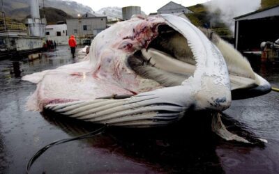 Vuelta a la caza de ballenas, unos cetáceos en la Lista Roja de la UICN