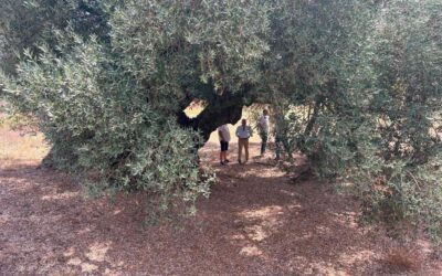 Barrachina reivindica los olivos milenarios de Castellón como patrimonio vivo y motor de futuro para el mundo rural