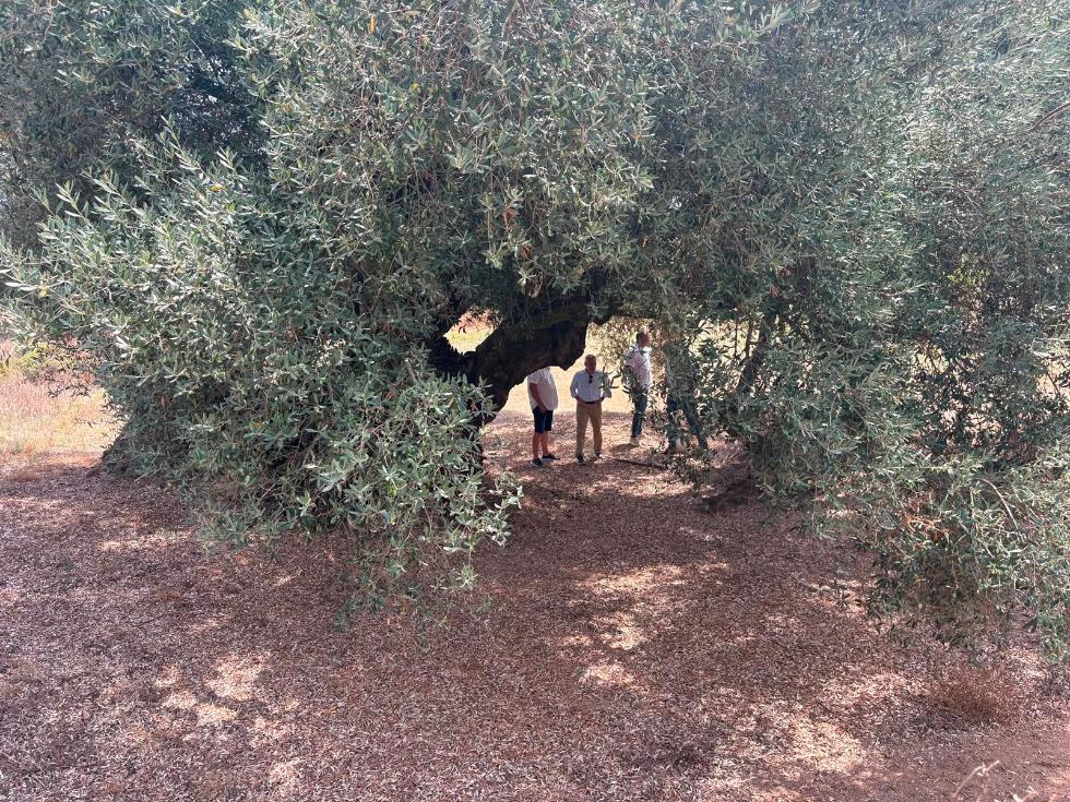 Barrachina reivindica los olivos milenarios de Castellón como patrimonio vivo y motor de futuro para el mundo rural