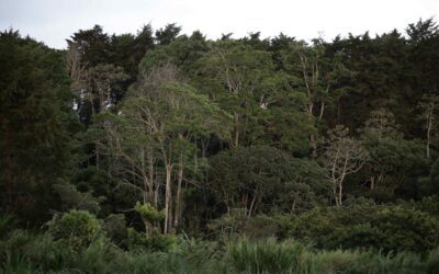 La superficie forestal mundial se redujo en 41 millones de hectáreas entre 2015 y 2025
