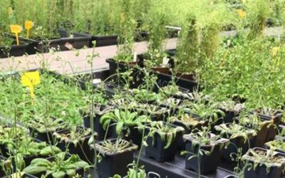 Identifican el ‘interruptor’ que activan las plantas para defenderse de las sequías
