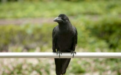 ¿Los cuervos son inteligentes? Todo indica que sí
