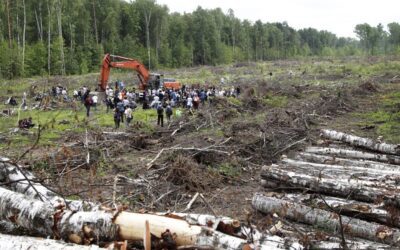 Los bosques del mundo perdieron más de 400 millones de hectáreas entre 1990 y 2020