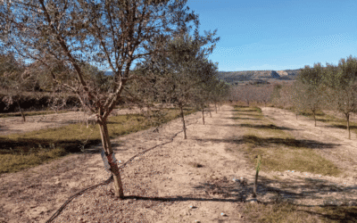 Apuesta por el riego deficitario controlado en olivar para optimizar el uso del agua sin reducir la producción de aceituna y aceite