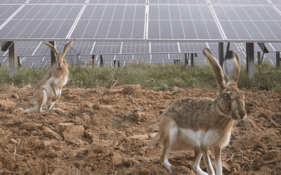 Diversidad de opiniones sobre el posible impacto negativo de las energías renovables en el medio ambiente