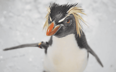 El Oceanogràfic incorpora al ‘saltarrocas’, una de las especies de pingüino más amenazadas